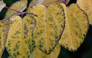 Grujecznik japoński liście jesienią
