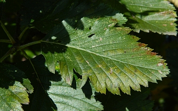 Jarzab szwedzki liść