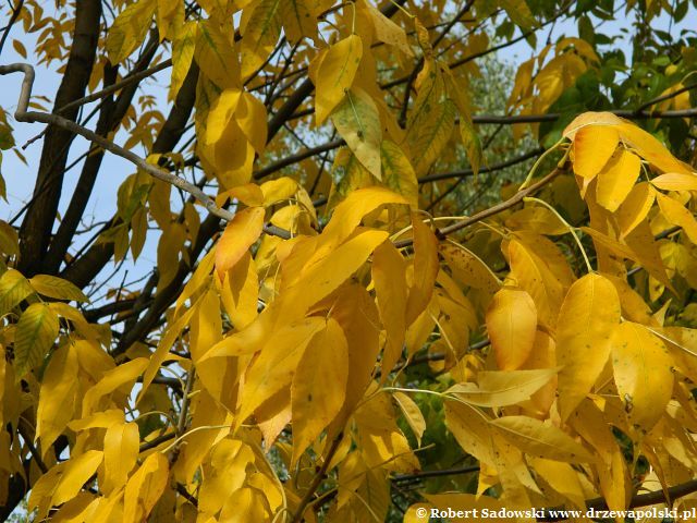 Jesion pensylwański liście jesienią