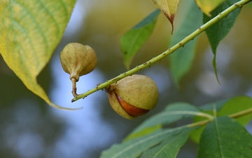 Kasztanowiec drobnokwiatowy owoce