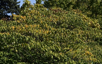 Kasztanowiec drobnokwiatowy pokrój jesienią