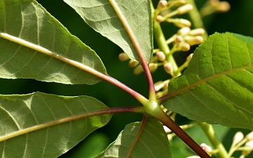 Kasztanowiec drobnokwiatowy spód liścia