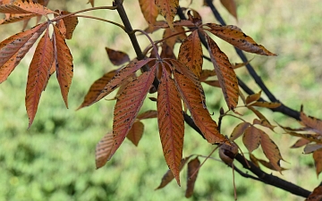 Kasztanowiec gładki liść jesienią