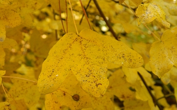 Klon francuski liść jesienią