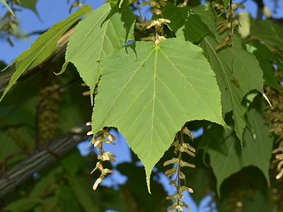 Klon hondoański liść