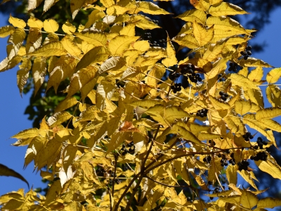 Korkowiec japoński jesienią