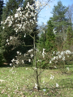 Magnolia wierzbolistna