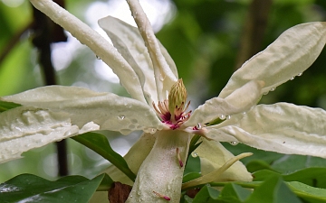 Magnolia parasolowata kwiat w zbliżeniu