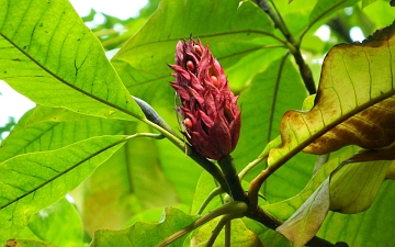 Magnolia parasolowata owoc i nasiona