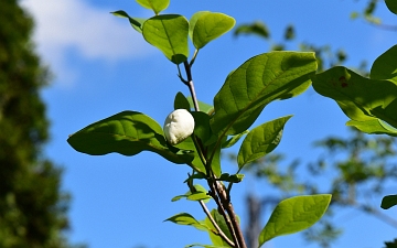 Magnolia Siebolda gałązka