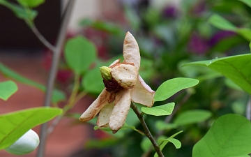 Magnolia Siebolda koniec kwitnienia