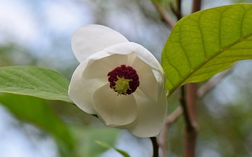 Magnolia Siebolda kwiat w zbliżeniu