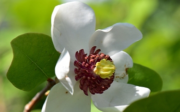 Magnolia Siebolda kwiat w zbliżeniu