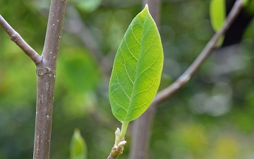 Magnolia Siebolda pierwszy liść