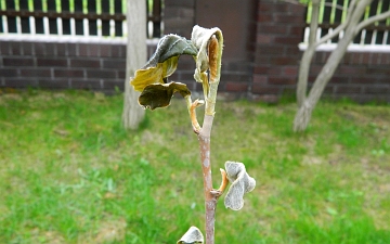 Magnolia Siebolda po wiosennych przymrozkach