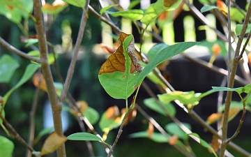 Magnolia Siebolda w czasie suszy