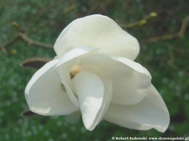 Magnolia wierzbolistna kwiat