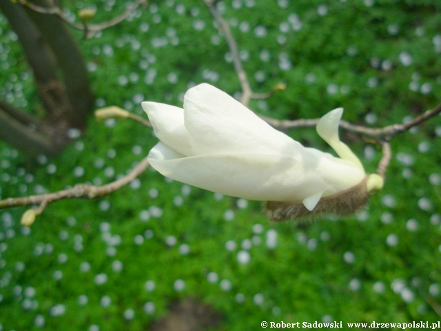 Magnolia wierzbolistna pk