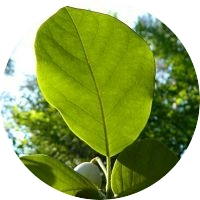 Magnolia Siebolda pąk liść