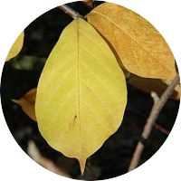 Magnolia naga jesienny liść