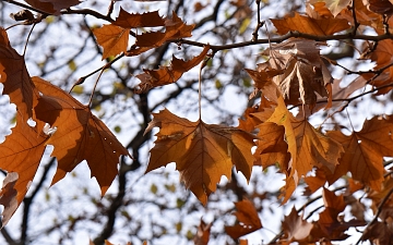Platan klonolistny spod liści jesienią