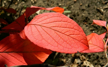 Stewarcja kameliowata liść jesienią