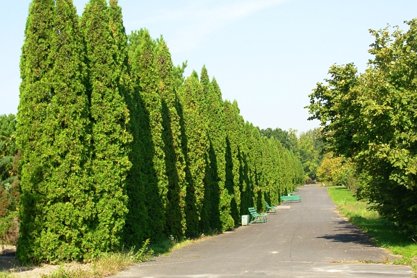 Arboretum w Powsinie - jedna z alejek