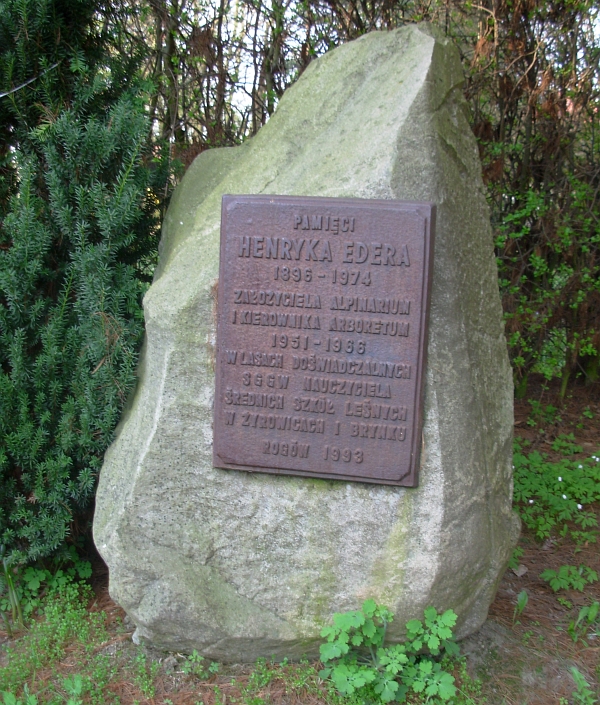 Arboretum w Rogowie - głaz z tablicą pamięci Henryka Edera