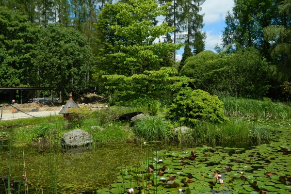 Arboretum w Rogowie - widok na staw