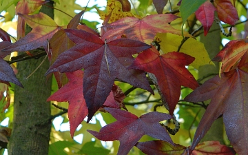 Ambrowiec amerykański - liście jesienią