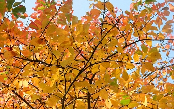 Błotnia leśna - jesienią