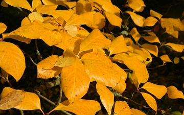 Błotnia leśna - liście jesienią
