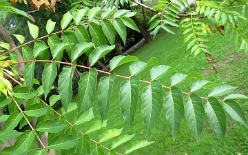 Bożodrzew gruczołkowaty - liść