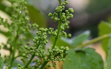 Bożodrzew gruczołkowaty - pąk kwiatowy