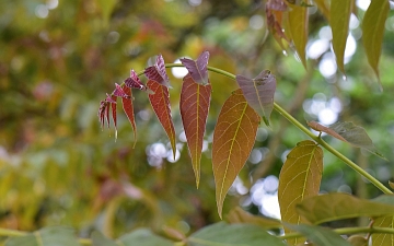 Bożodrzew gruczołkowaty - młode liście drzewa