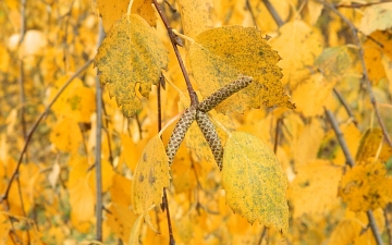 Brzoza brodawkowata - gałązka jesienią
