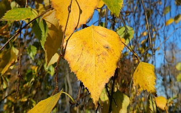 Brzoza brodawkowata - jesienny liść