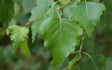 Brzoza brodawkowata - liść latem