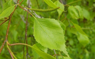 Brzoza brodawkowata - wiosenny liść