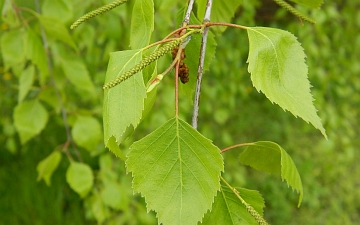 Brzoza brodawkowata - liście wiosną