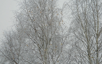 Brzoza brodawkowata - drzewo zimą