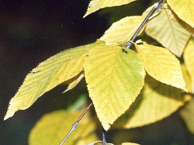 Brzoza cukrowa liście