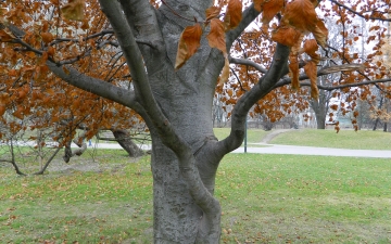 Buk zwyczajny - kora drzewa