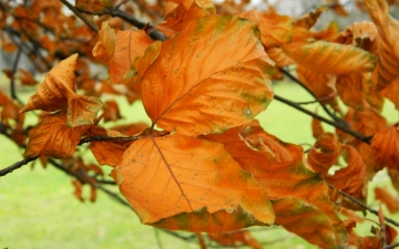 Buk zwyczajny - liście jesienią