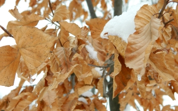 Buk zwyczajny - liście zimą