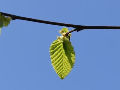 Chmielograb europejski młody liść