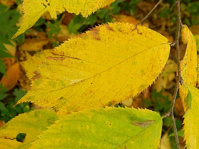 Chmielograb wirginijski jesienią
