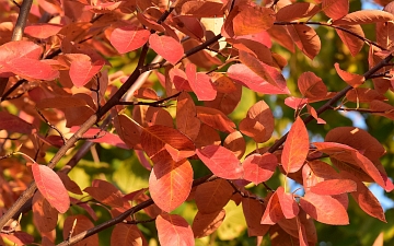 Czeremcha amerykańska liście jesienią