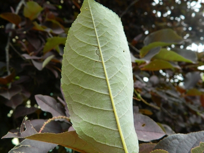 Czeremcha wirginijska spód liścia