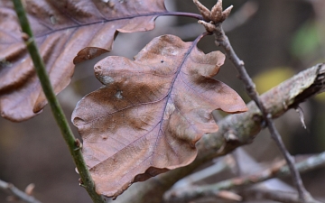 Dąb bezszypułkowy jesienny liść